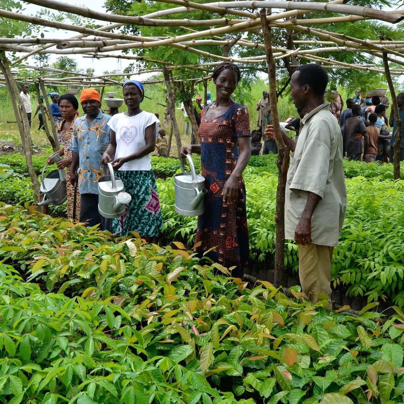 Aufforstung Projekt TOGO