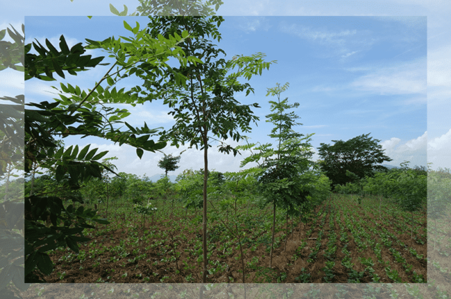 Der Tag des Baumes steht wieder an