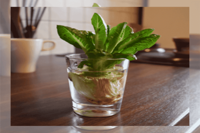 Gemüse nachwachsen lassen