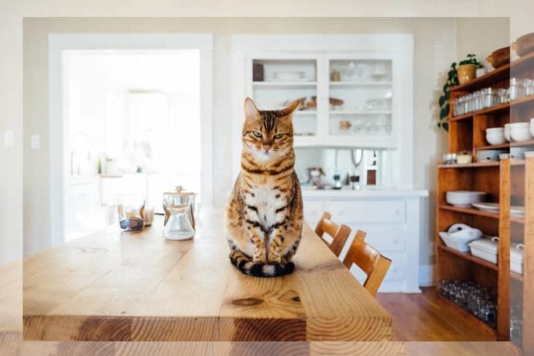 Katze auf Tisch