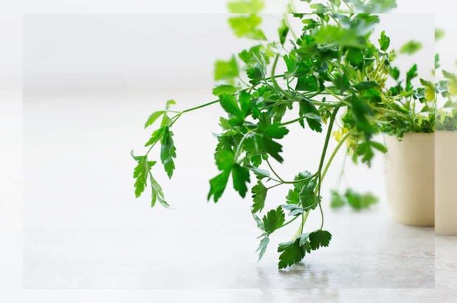 Rezepte mit Kräutern Studibuch Magazin