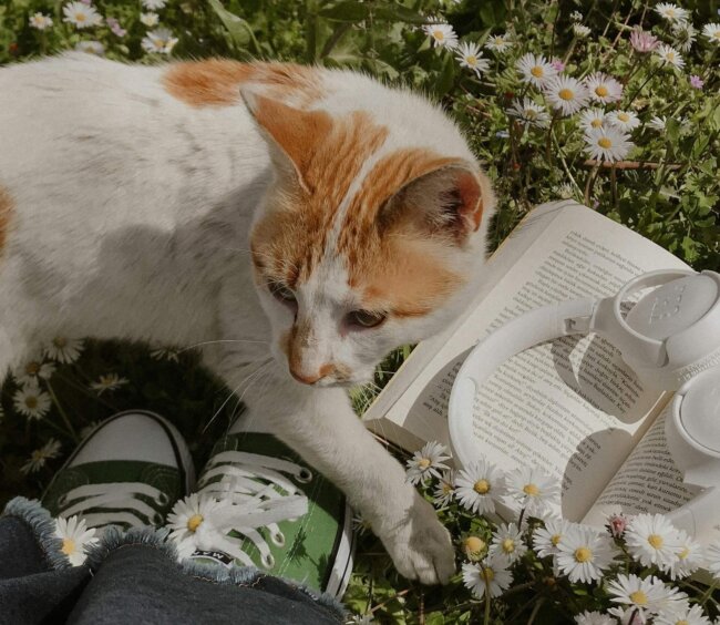 Haustier, cat laying in grass, flower, reading book