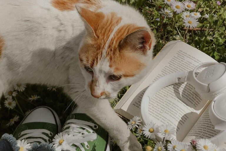 Haustier, cat laying in grass, flower, reading book